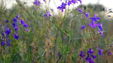 Mavi çayır çiçeği, gün batımında yakın plan, Rusya