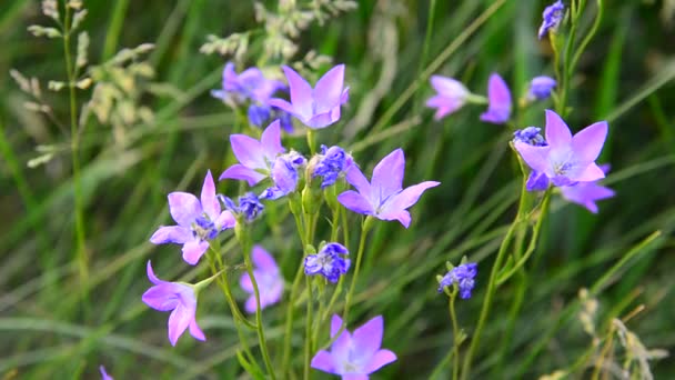 Lilac Wildflowers on meadow close-up — Stock Video