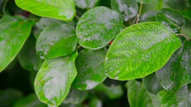 Wet leaves apple tree in rain — Stock Video