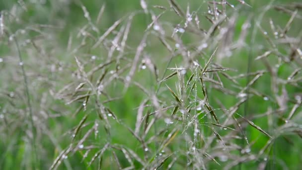 雨淋湿的野生燕麦 — 图库视频影像
