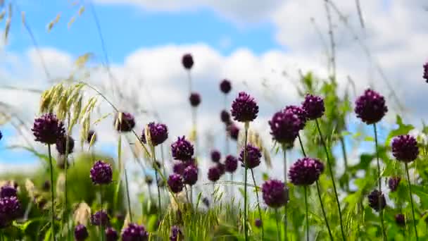 Flores de alho selvagem contra o céu bonito — Vídeo de Stock