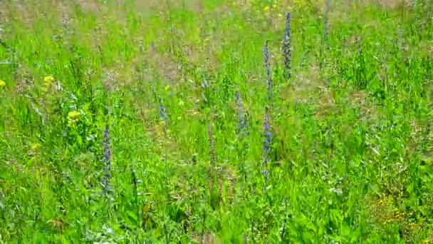 Fragment av vilda äng med blommor och växter — Stockvideo