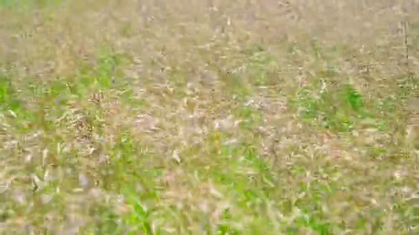 Overblijvende hoog gras achterwerk in de wind — Stockvideo