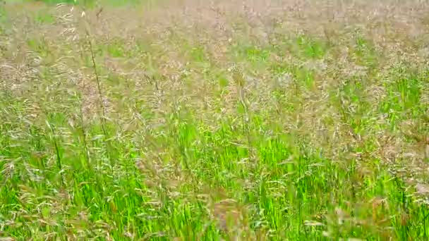 Overblijvende hoog gras achterwerk in de wind — Stockvideo