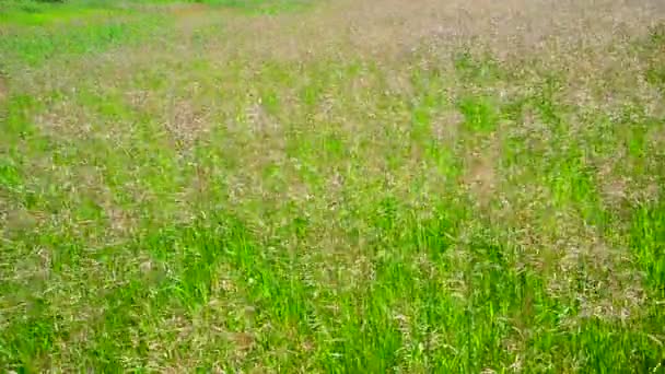 Perennial tall grass rump in wind — Stock Footage Perennial tall grass rump in wind Stock Footage
