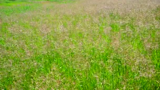 Terrón de hierba alta perenne en el viento — Vídeos de Stock