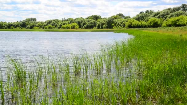 Fragment of pond overgrown with reeds — Stock Video