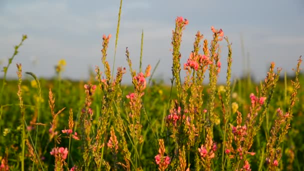 Γκρο πλαν λουλούδι ροζ Λιβάδι στο φως του ηλιοβασιλέματος, Ρωσία — Αρχείο Βίντεο