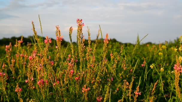 粉红色的草甸花特写在夕阳光, 俄罗斯 — 图库视频影像