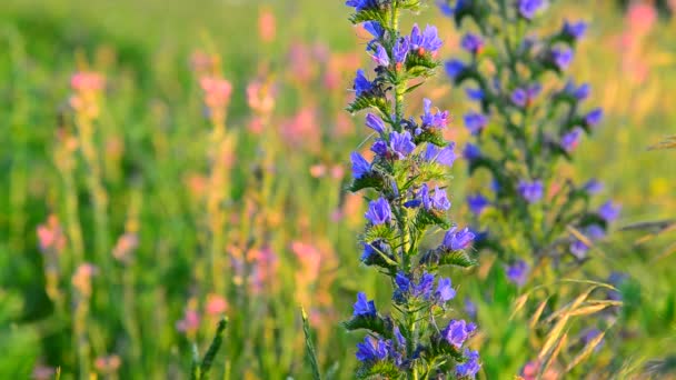 Blue meadow flower close-up in sunset light, Russia — Stock Video