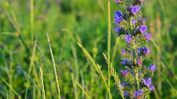 Blue meadow flower close-up in sunset light, Russia — Stock Video