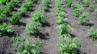 Domates genç sürgünlerin yataklar