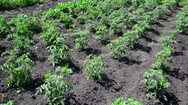 Domates genç sürgünlerin yataklar