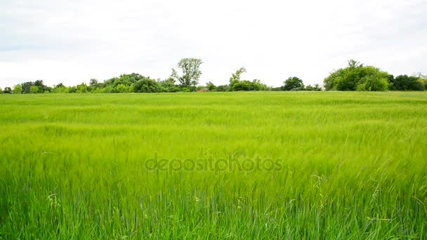 Giovane campo di segale verde nel mese di giugno. Russia — Video Stock