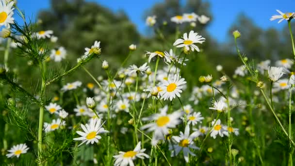 Chamomile on meadow on sunny day — Stock Video