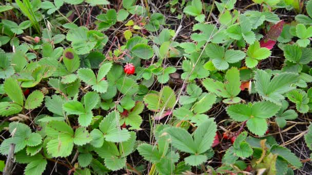 Glade de fresa silvestre con bayas maduras — Vídeo de stock