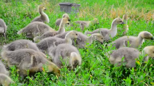 Young geese eating grass — Stock Video