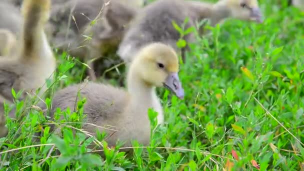 Young geese eating grass — Stock Video
