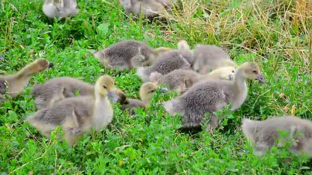 Young geese eating grass — Stock Video