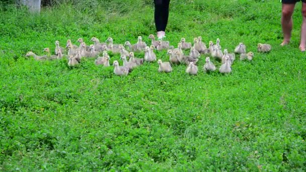 Kleine Gänse laufen Geflügelhaltern davon — Stockvideo