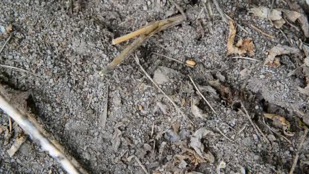Piccole formiche nere strisciano lungo il terreno — Video Stock