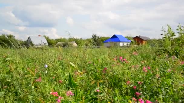 野生の花を民家のビュー。ロシア. — ストック動画