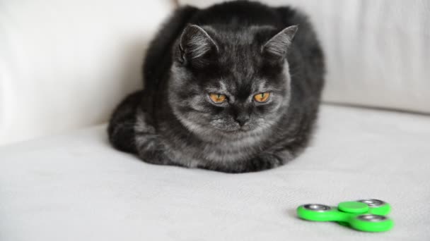 Cinco meses viejo gatito mira verde spinner — Vídeos de Stock