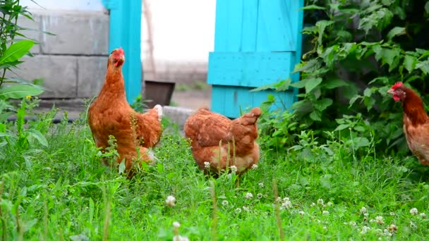 Bellissimi polli purosangue pizzicano l'erba nel cortile della casa rurale — Video Stock