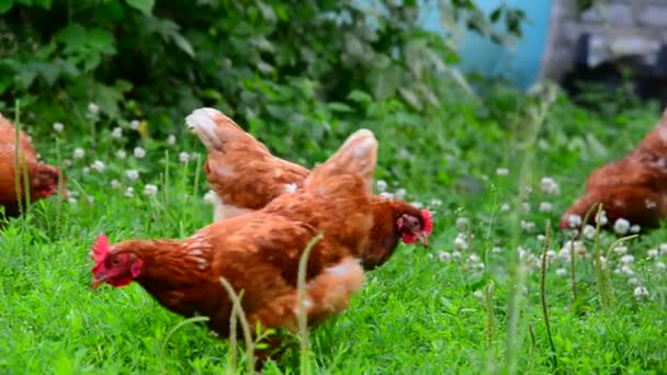 Mooie volbloed kippen knijpen het gras in de binnenplaats — Stockvideo