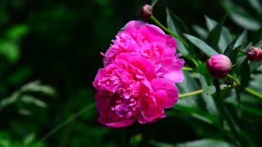 Büyük pembe Şakayık çiçeği flowerbed üzerinde