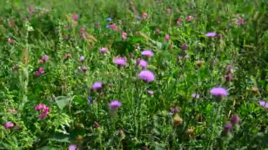 Çiçek açan thistle rüzgarda sallayarak