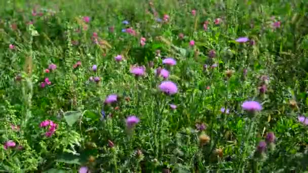 Blooming thistle waving in wind — Stock Video