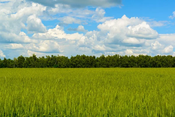 Green wheat field under beautiful cloudy sky — Stock Photo, Image