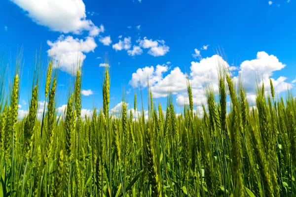 Wheat ears photographed from below against a beautiful sky — Stock Photo, Image