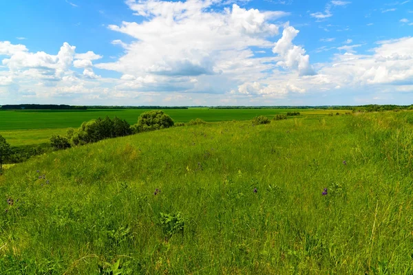 vahşi doğada yaz Temmuz ayında Rusya'nın