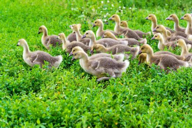 1 ay çimenlerin üzerinde yürüyüş bir yaşta genç kaz