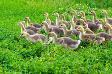 1 ay çimenlerin üzerinde yürüyüş bir yaşta genç kaz