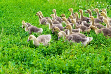 1 ay çimenlerin üzerinde yürüyüş bir yaşta genç kaz