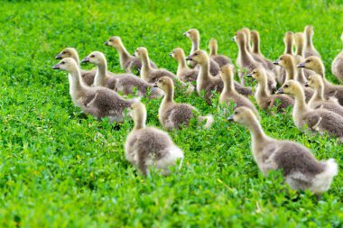 1 ay çimenlerin üzerinde yürüyüş bir yaşta genç kaz
