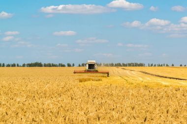 Birleştirmek büyük alan olgun buğday üzerinde çalışır. Rusya