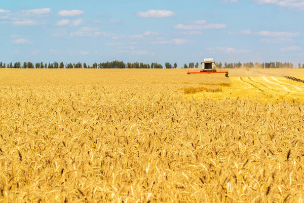 The combine works on Big Field of Ripe Wheat. Russia