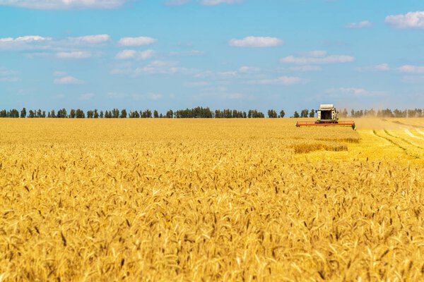 The combine works on Big Field of Ripe Wheat. Russia