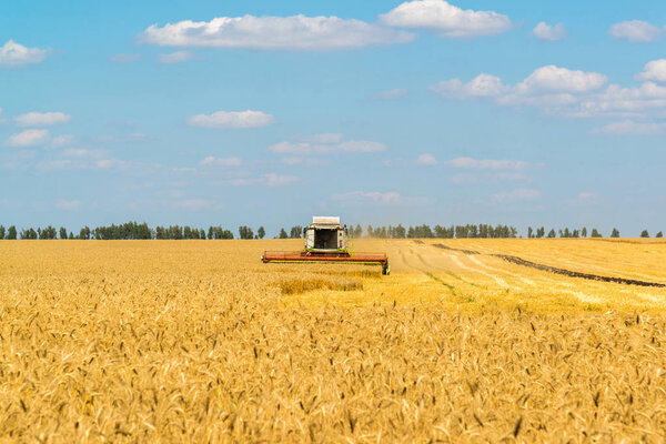 The combine works on Big Field of Ripe Wheat. Russia