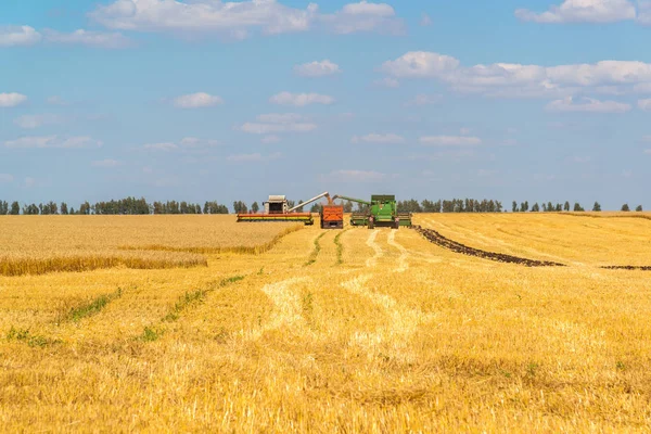 Rolnictwa w Rosji. Uprawy ziarna — Zdjęcie stockowe