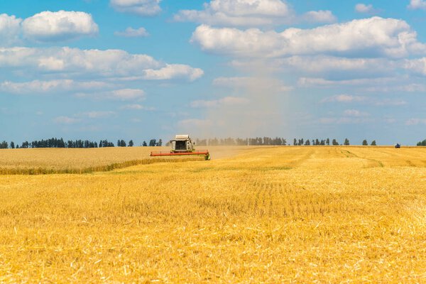 Agricultural machinery removes grain crops on field in Russia