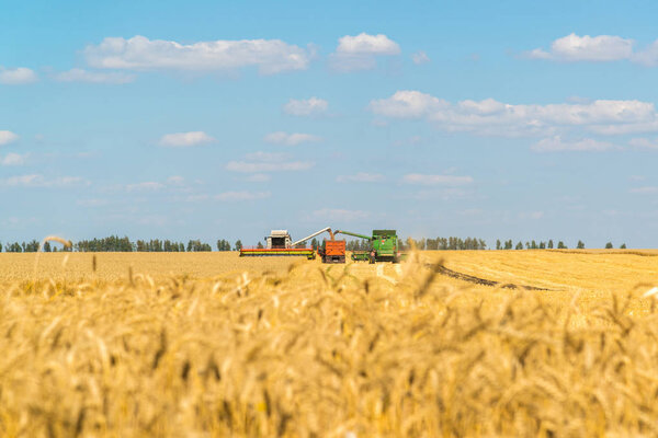 Agricultural machinery removes grain harvest on field. Russia