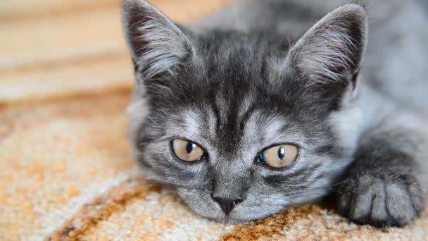 Gray kitten of British breed falls asleep — Stock Video