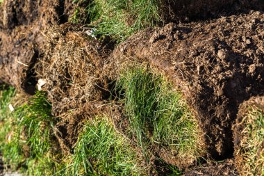 Rulo çim yığınları içinde katlanmış