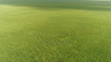 Güçlü bir rüzgar sırasında yeşil buğday alanının Üstten Görünüm