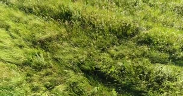 바람에 흔들리는 대초원 잔디에 비행입니다. 러시아 — 비디오